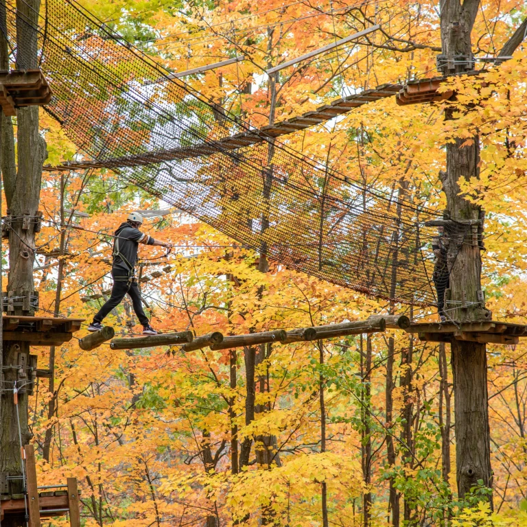 Treetop Fall Colours 12